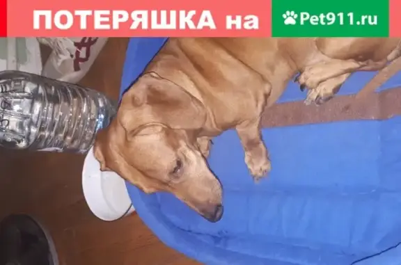 Собака в Таганроге.