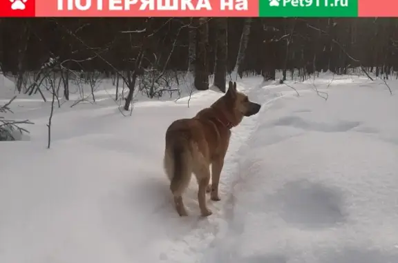 Пропала собака в Иваново, микрорайон Сухово-Дерябихский