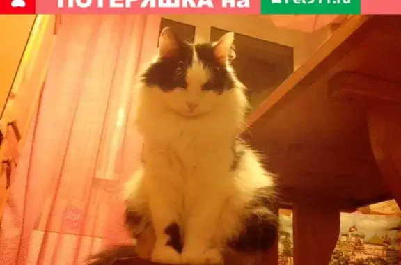 Пропал кот Тофик в Пушкино