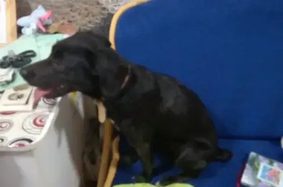 Найдена собака на Софье Перовской 42/2, черная с ошейником и бриллиантами