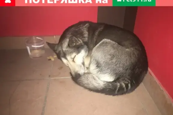 Найдена собака на Проезде Репина 22, похожа на Хаски