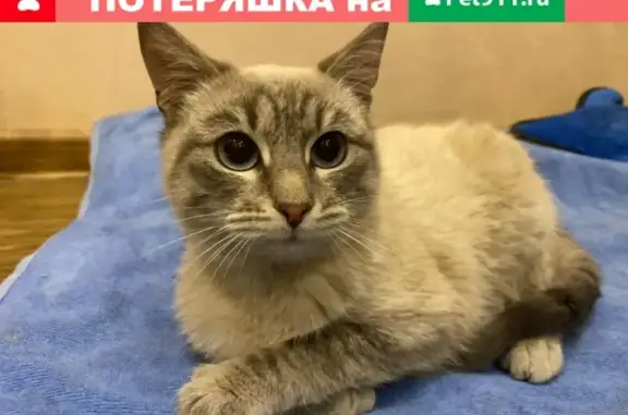 Найден серый котенок в Бирюлево-Западное, Москва