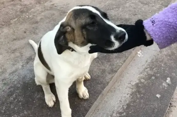Собака найдена на Верейской улице, Москва