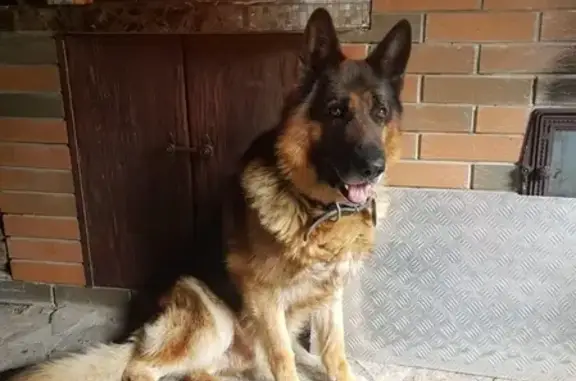 Собаки потеряшки, Ульяновск, фото: Потеряшка собака на улице Плеханова, 6 в Ульяновске