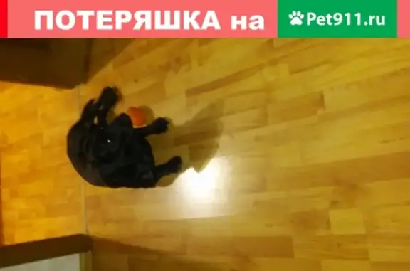 Найдена чёрная собака в Куйбышева, Оренбург
