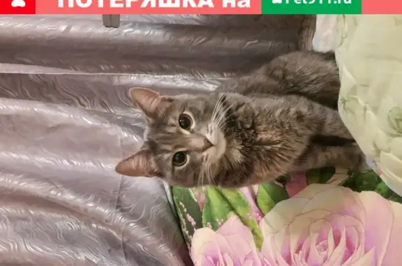 Пропала кошка Фаня возле 81 школы в Челябинске