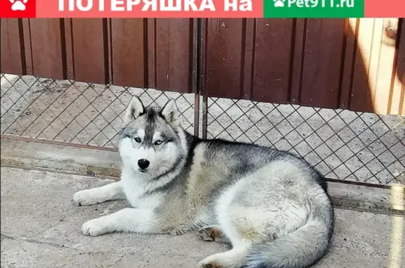 Пропала собака Сибирский хаски в Восточном районе Оренбурга