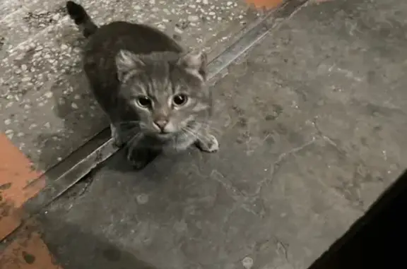 Потерянная домашняя кошка возле подъезда в Абакане