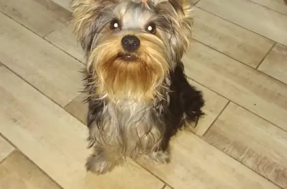 Объявления о пропавших и найденных животных, Анапа, фото: Пропала собака в СНТ Колос, Анапа