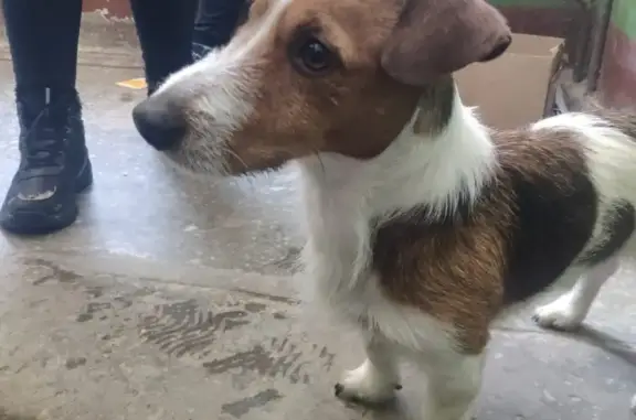 Собака Джек рассел найдена в Кировском районе г. Казани.