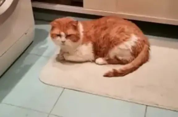 Кошки потеряшки, Санкт-Петербург, фото: Потеряшка кот, 10 лет, Васильеостровский район, СПб