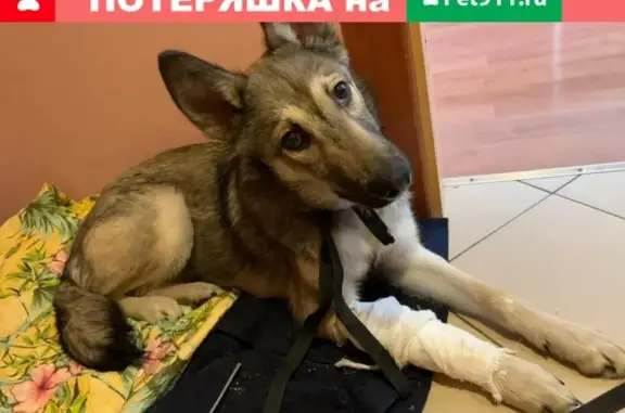 Найдена собака с ошейником возле остановки Комбинат в Хабаровске