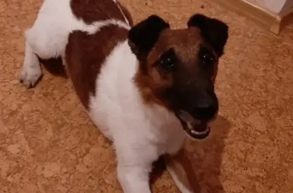 Собаки потеряшки, Нижний Новгород, фото: Потеряшка собака на улице Родионова