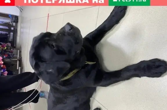 Собака найдена возле магнита на Ленинградской, Батайск