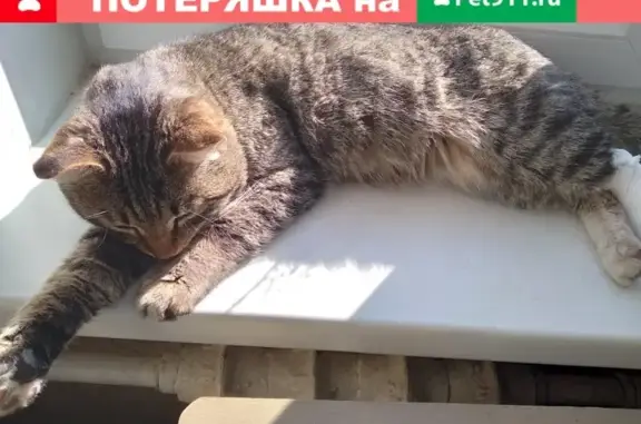 Найден кот с перебитой лапой на Красноармейской, Павловский Посад