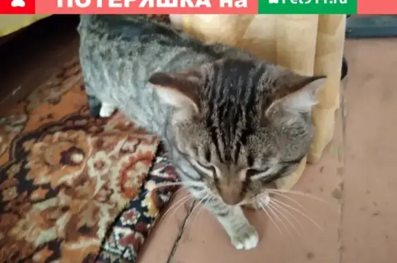 Найден кот с перебитой лапой на Красноармейской, Павловский Посад