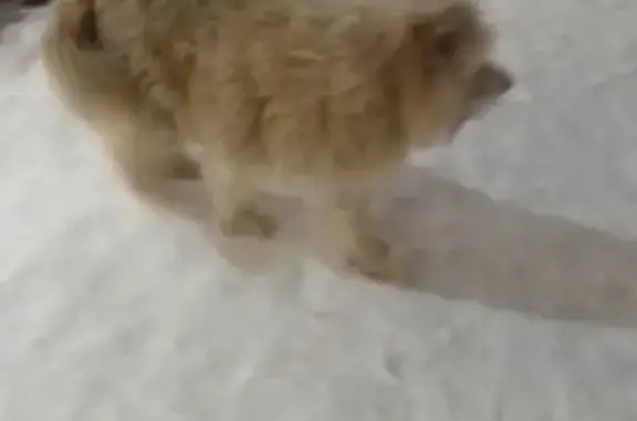 Найден большой добрый пёс в Рябиновке, Омск