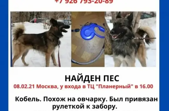 Собака найдена у ТЦ Москва