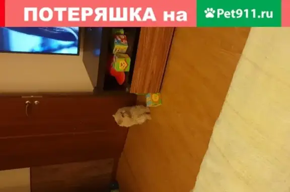 Найден кот в Москве