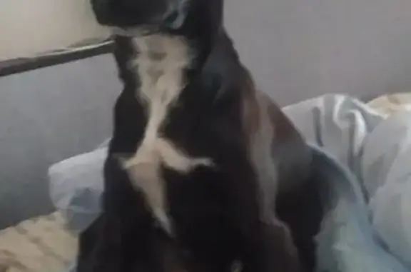 Потерянные животные Калининград, фото: Пропала собака Дик на Балтийской 11, Калининград