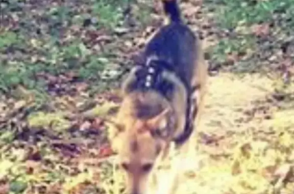 Пропала собака в деревне Таблово, Московская область
