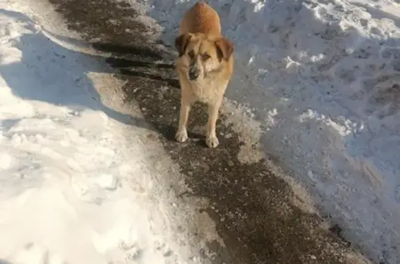 Собака найдена в Лосиноостровском районе, Москва