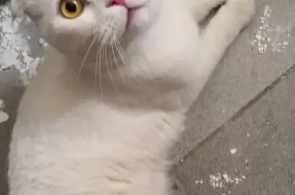 Найден замерзший кот в Казани на остановке Глазунова