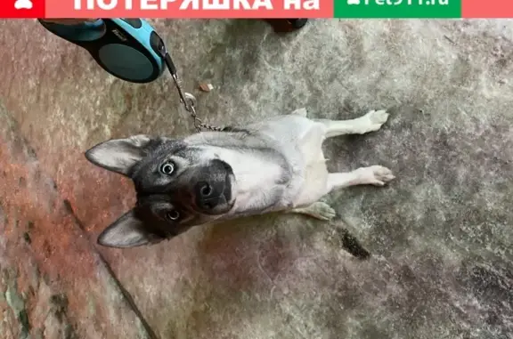 Собака найдена в Хабаровске.