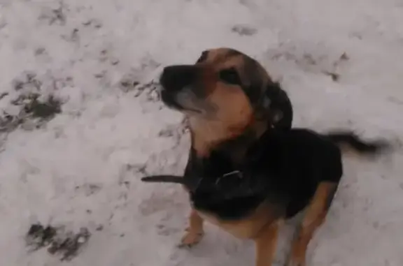 Пропала собака Рекс в Смоленске, район Гнёздово
