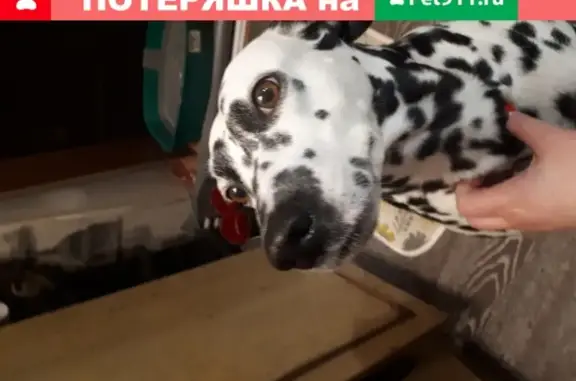 Найдена собака Долматинец в Новокузнецке
