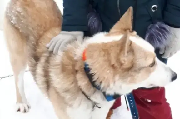 Пропала собака в Казани: Албай, западно-сибирская лайка, рыже-серый окрас, потерялся около ресторана 