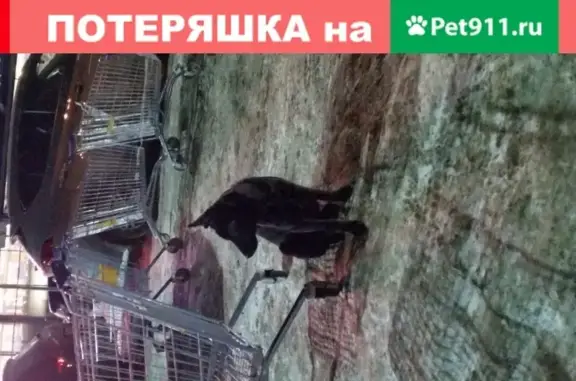 Собака найдена у магазина Лента на ул. Родионова, Нижний Новгород