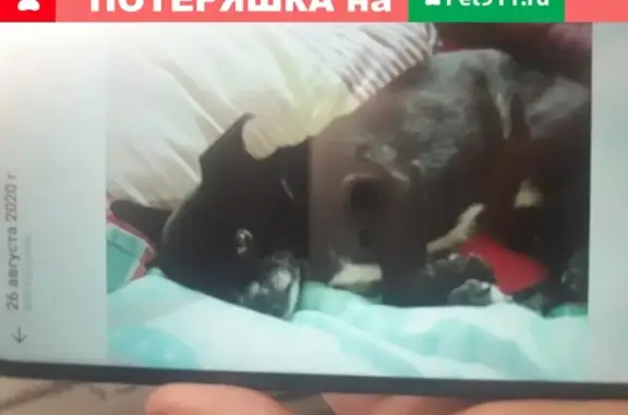 Пропала собака породы чихуахуа в Костроме, зовут Арчи.