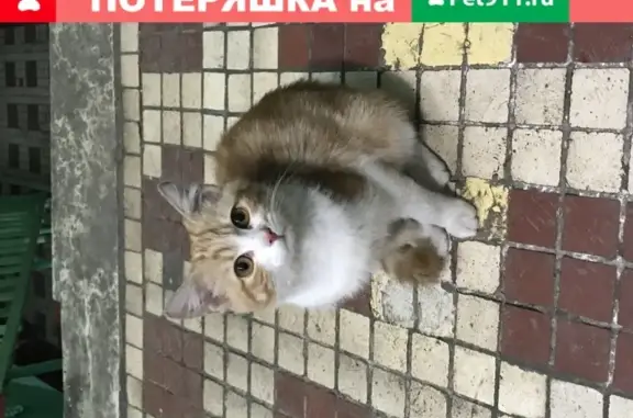 Найдена кошка в подъезде, Москва