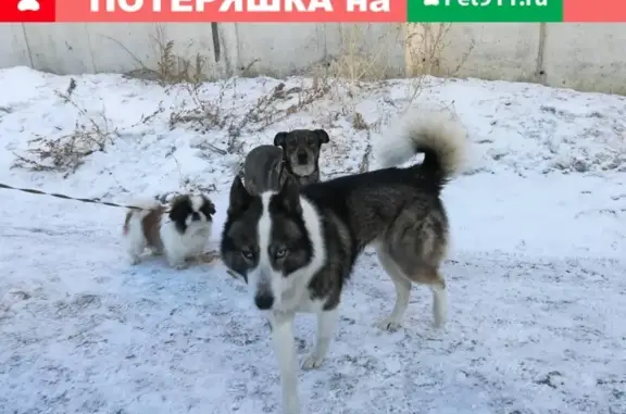 Найдена собака в частном секторе Саратова