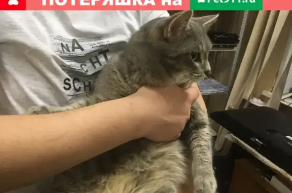 Найден кот на Пушкинской 175, звоните Алексею или Дмитрию