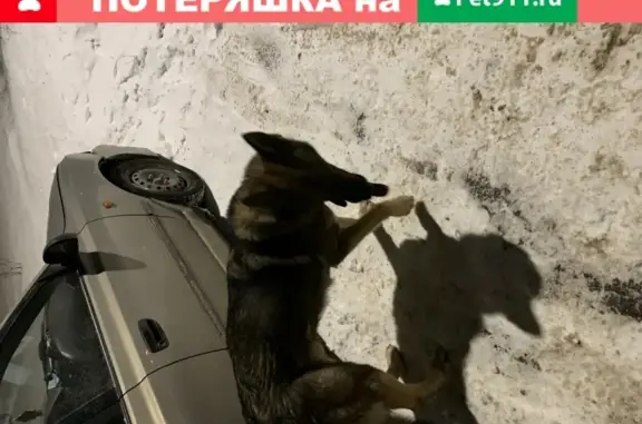 Найдена собака в Чеховском районе, ошейник с Коробиным, контактный кобель.