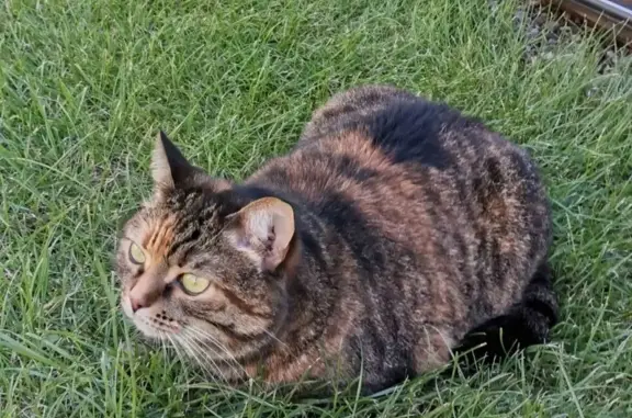 Кошки потеряшки, Тольятти, фото: Потеряшка кошка в Тольятти на ул. Каштановой, 10