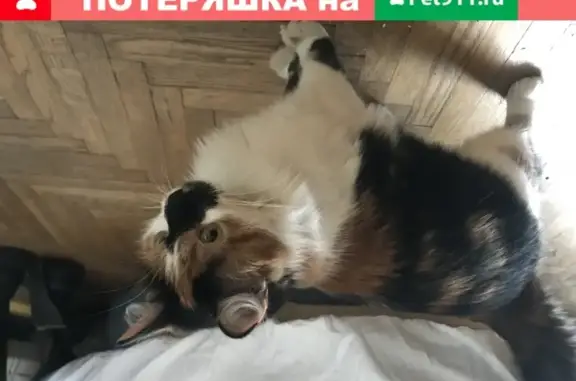 Найдена трехцветная кошка с ошейником в Москве