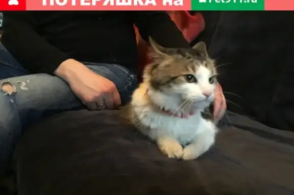 Найдена кошка в Санкт-Петербурге, ищем хозяев.