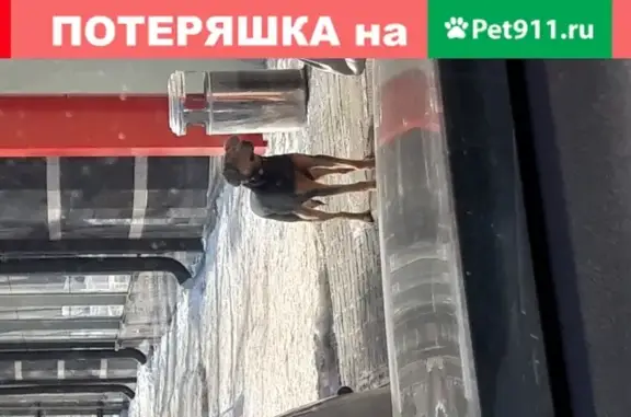 Собака Мальчик найдена у Магнита на Поющева, 1 в Нижнем Новгороде.