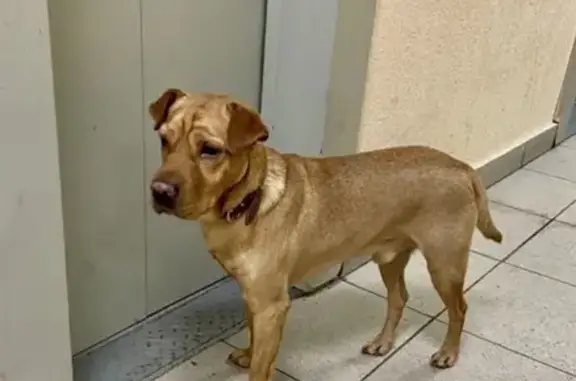 Найден пёс в Бибирево, ищем хозяев