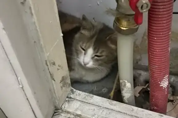 Найдена домашняя кошка на Проспекте Вернадского, Москва