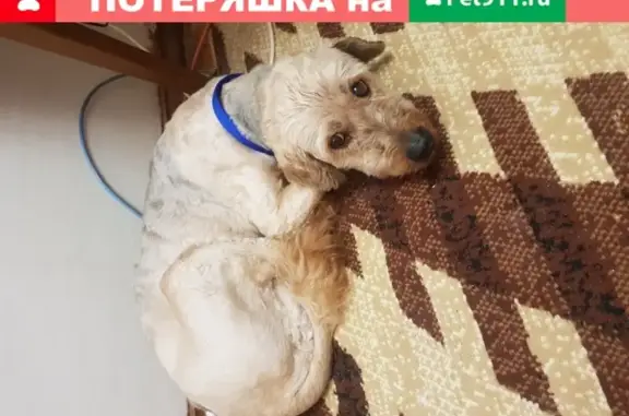 Найдена собака на Ленинского Комсомола, 64