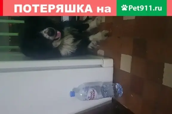 Найдена кошка-пес на ул. Жукова, пересечение с 10 лет Октября