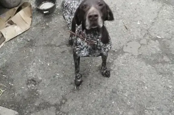 Собака найдена на улице Садовой 115 в станице Динская