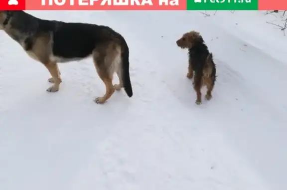 Собака Кобель найдена у дома 5 на ул. Свердлова, 46.