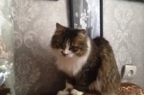 Молодая кошка ищет хозяина в Иваново