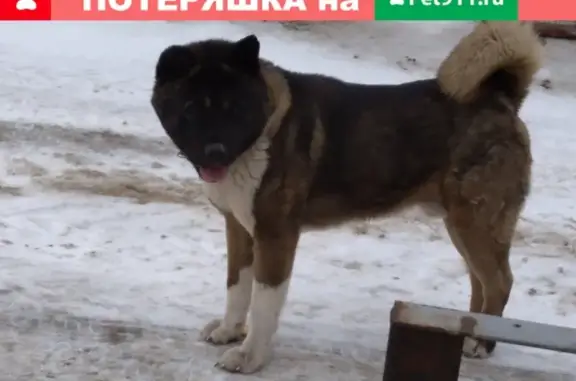 Найден пес в Петрозаводске, Карелия