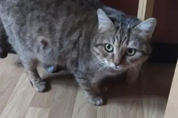 Найдена кошка на Витебской 3 к. 1, Москва